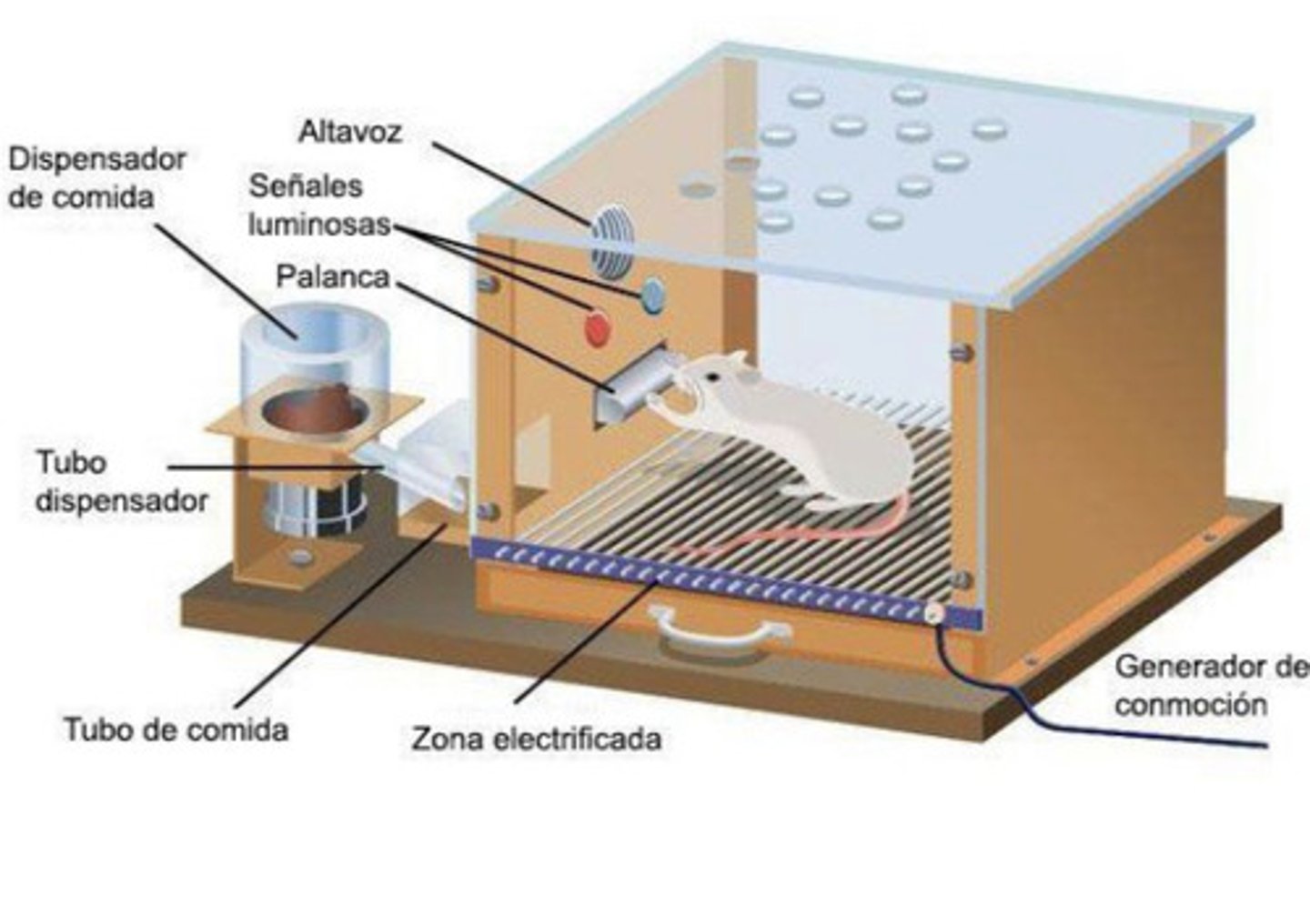 <p>Tipo de aprendizaje en el que la conducta es modificada por sus consecuencias. Es decir, la conducta voluntaria es fortalecida o debilitada según las consecuentes.</p>