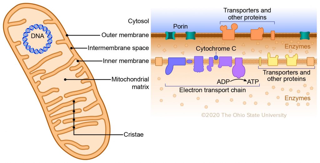 <p>3rd, inner membrane </p><p>(the ETC is embedded in the inner mitochondrial membrane)</p>
