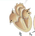 <p>Fifth step of the cardiac cycle</p>