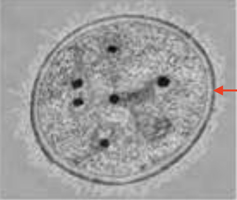<p>Identify the type of glycocalyx.</p>