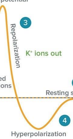 <p>inside of cell becomes more negative</p><ol start="3"><li><p>while Na+ channels close, potassium/K+ channels open </p></li><li><p>positive ions rush out of the cell </p><p>→ inside of the cell becomes negative again </p></li><li><p>once K+ ions are more or less the same inside &amp; outside the cell, K+ channels close </p><p>→ membrane potential even more negative than when it is at rest (Hyperpolarization) </p></li></ol><p></p>