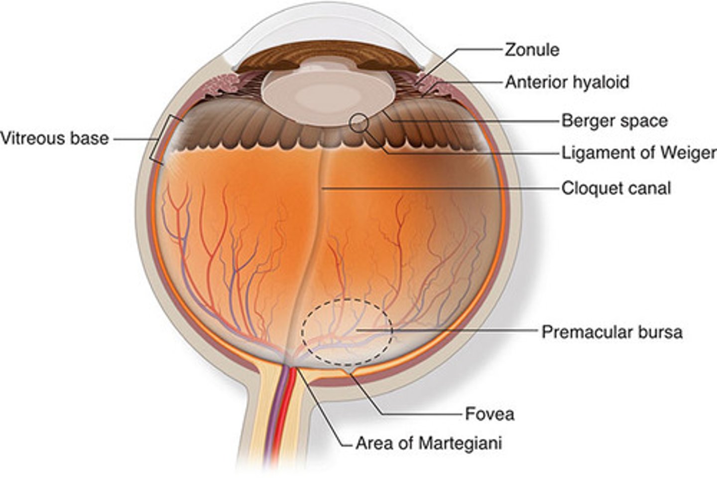 <p>strongest vitreous body attachment</p><p>-At Ora Serrata</p><p>-Attached to ciliary body epithelium &amp; peripheral retina ILM</p><p>-Collagen oriented orthogonally</p><p>-Does not weaken with age</p>