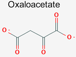 <p>Traps pyruvate as an enol for the next steps of gluconeogenesis</p>