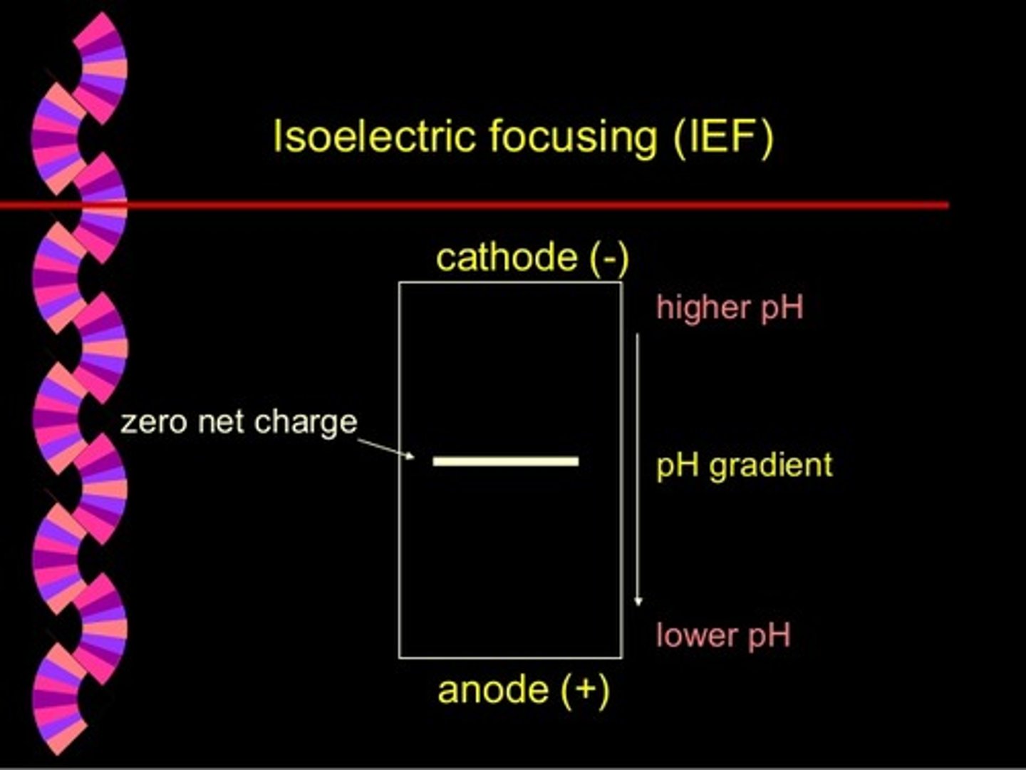 <p>True. In isoelectric focusing, the proteins are loaded near the Anode, where there is a low pH and the proteins will be protonated and positively charged.</p>
