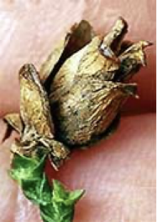 <img src="https://www.naturallywood.com/wp-content/uploads/Cedar_KCharleton_022_10370-600x400-bf06395.jpg" data-width="100%" data-align="center" alt=""><p></p>