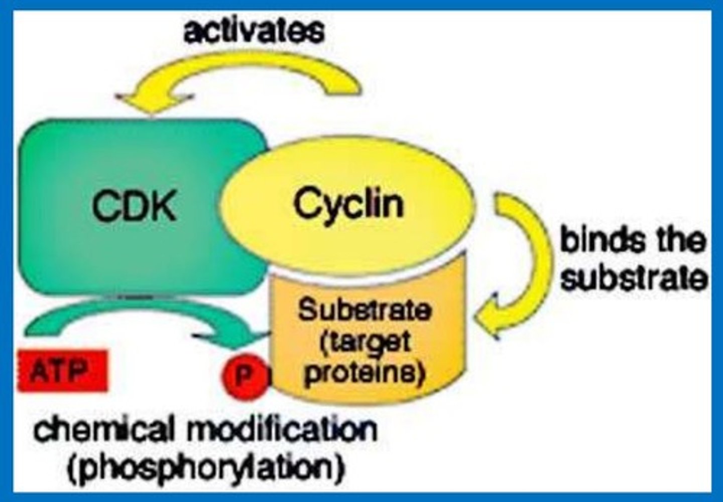 <p>Progression through the cell cycle, and particularly the G1/S transition is tightly regulated by proteins called cyclins and associated with enzymes called cyclin-dependent kinases (CDKs).</p><p>Activated CDK enzymes drive the cell cycle by phosphorylating proteins that are critical for cell cycle transitions. Many growth factors stimulate the production of cyclins.</p>