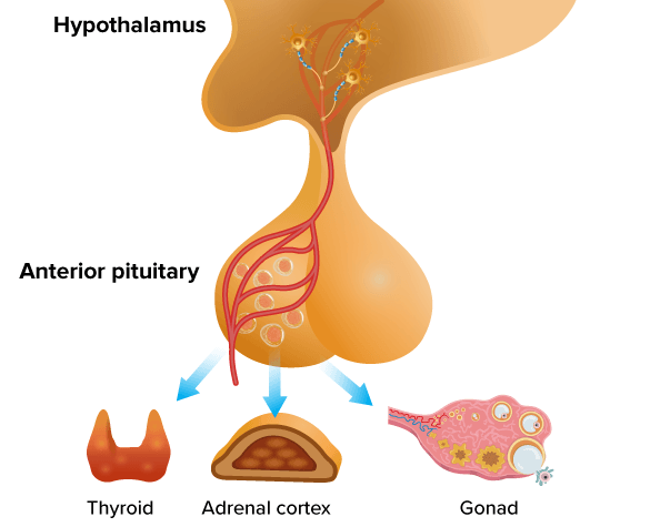 <p>anterior lobe</p>