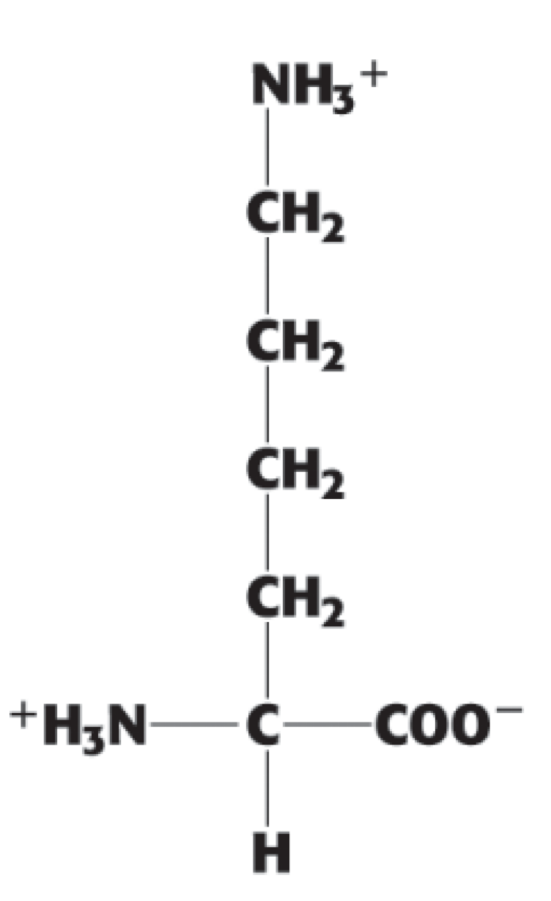 <p> (Lys, K). positively charged</p>