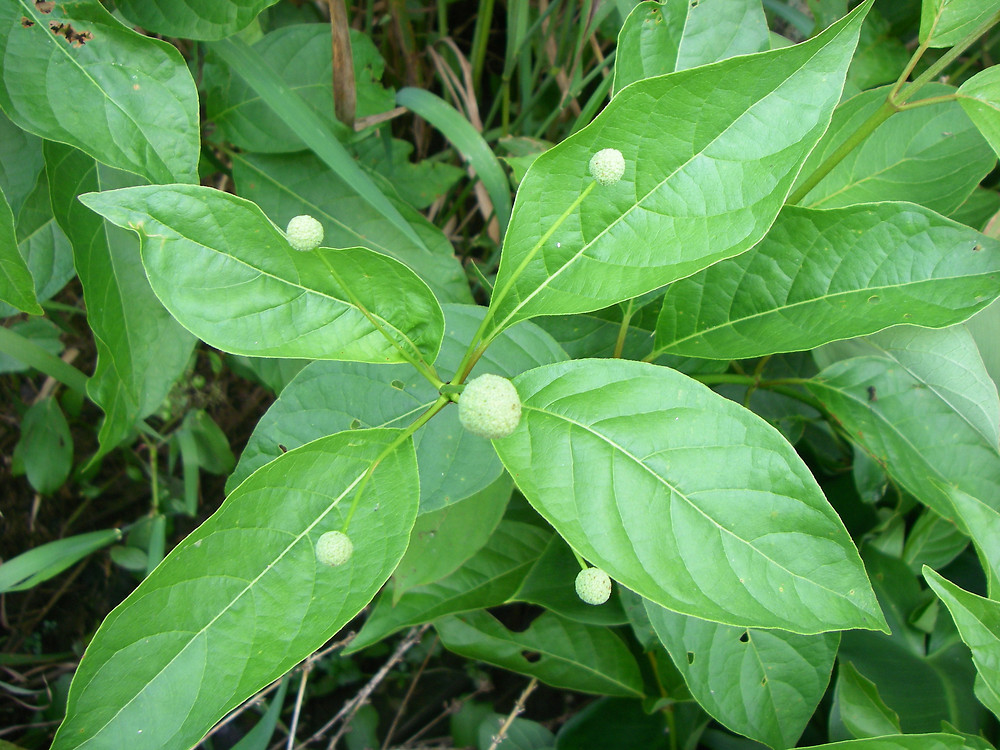 <p>Button bush scientific name</p>