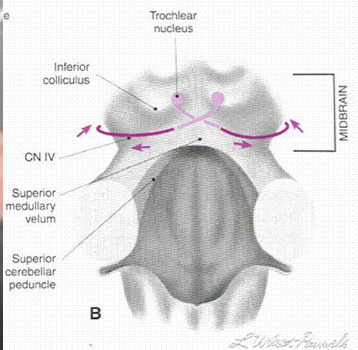 <p>origin: midbrain </p><p>function: </p><ul><li><p>GSE: moves eyes up and down </p></li></ul><p>problem(s): nystagmus; difficulty moving eyes up and down</p><p></p>