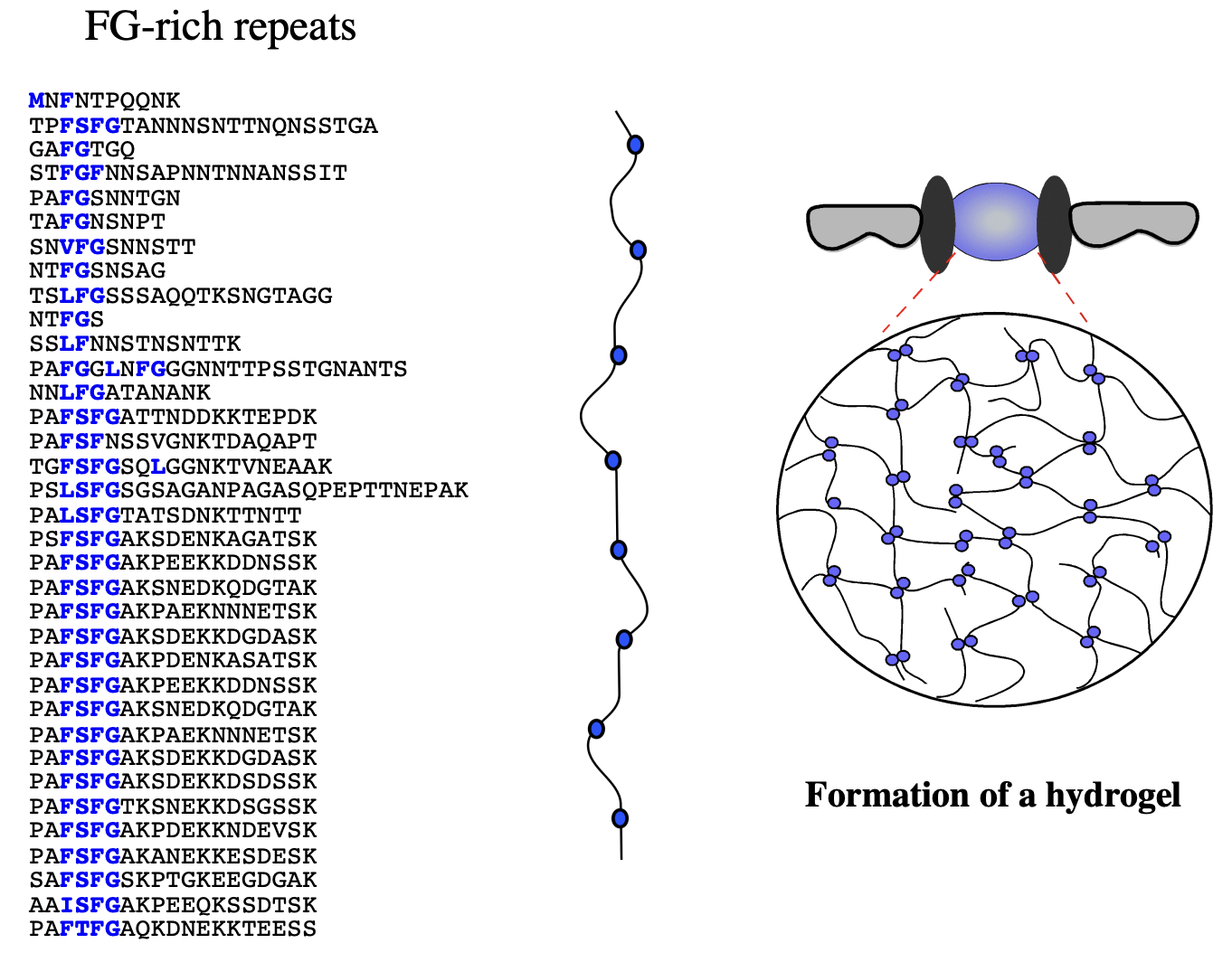 <ul><li><p>formation of a hydrogel</p></li></ul><p>→ leads more to the selective phase model</p><p></p>