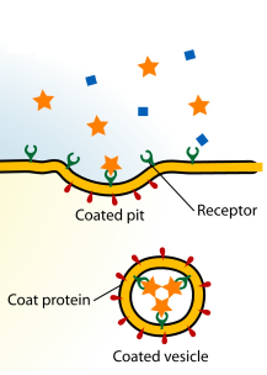 <p>-Specific uptake of molecules via solute binding to receptors on the plasma membrane</p><p>-allows cell to take up large quantities of specific substance</p><p>-when solutes bind to receptors-&gt;cluster in coated vesicles to be taken into cell</p>