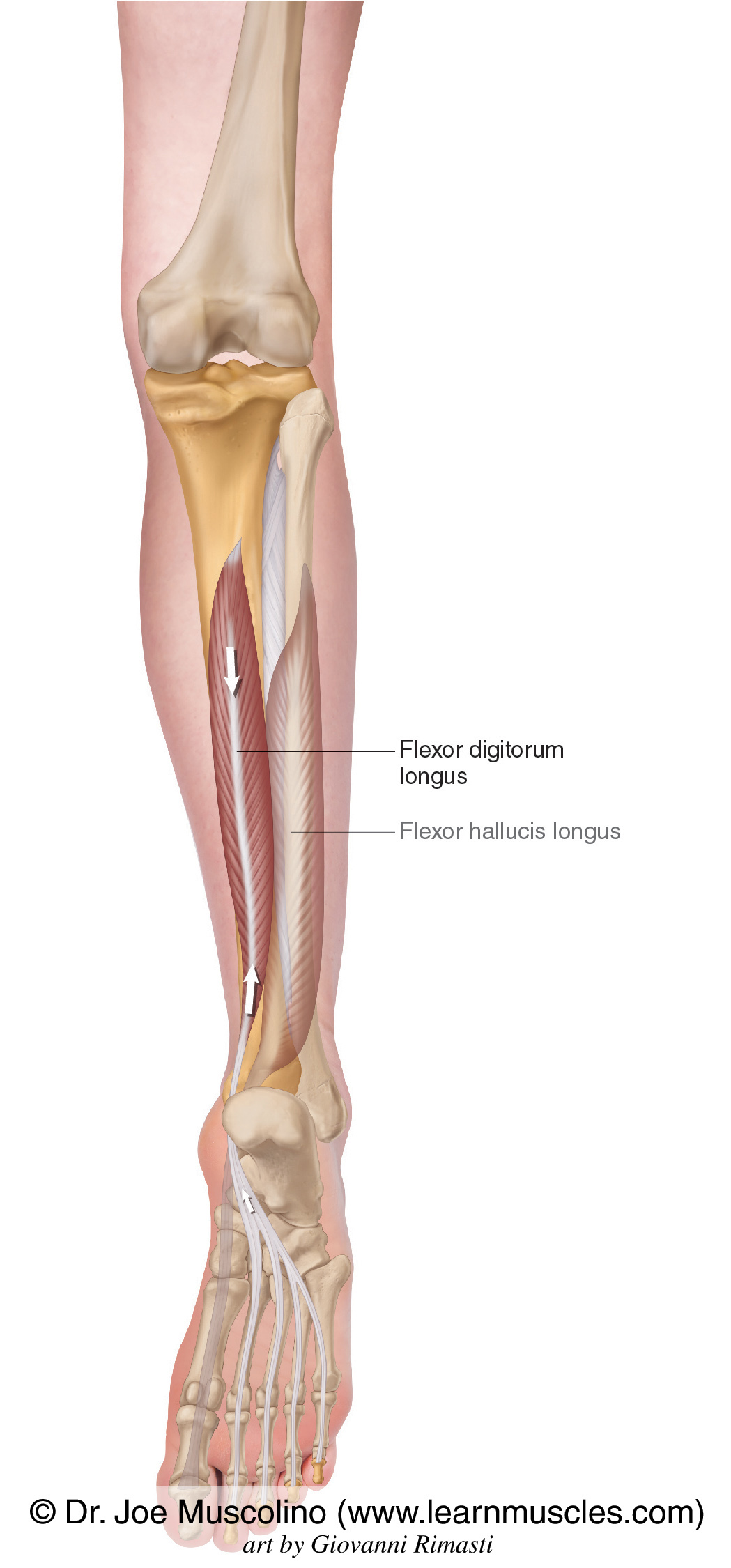 <p>Ankle, Foot, &amp; Toes Muscle Location:</p>