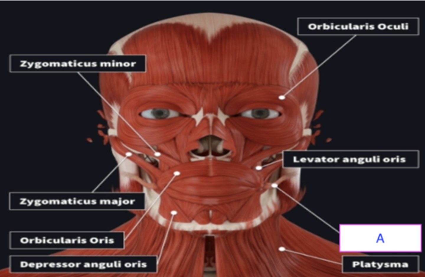<p>ID muscle</p><p>- Draws corner of mouth laterally</p>