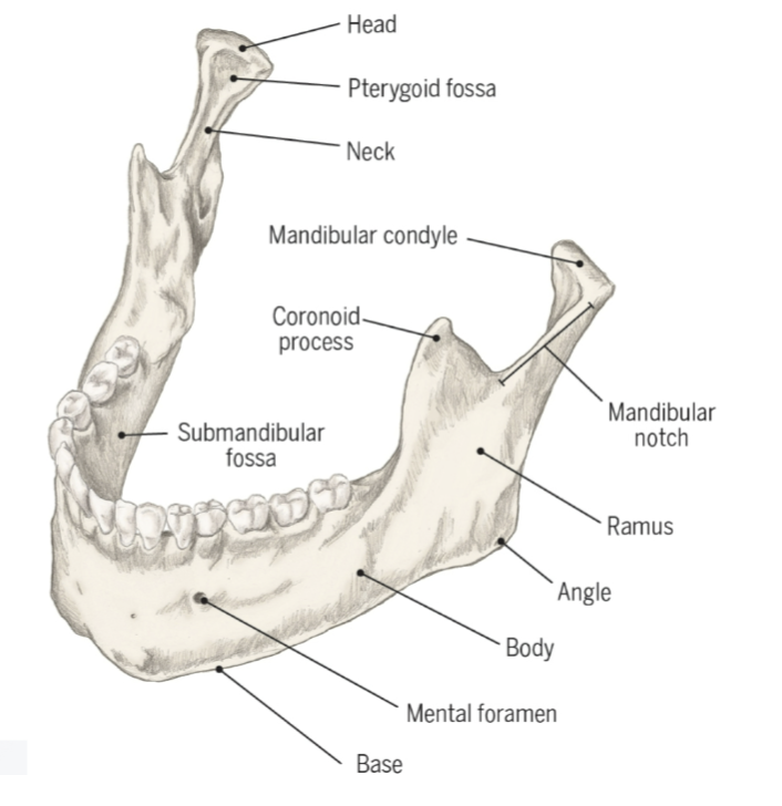 Labeled Mandible