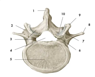 Processus transverse
