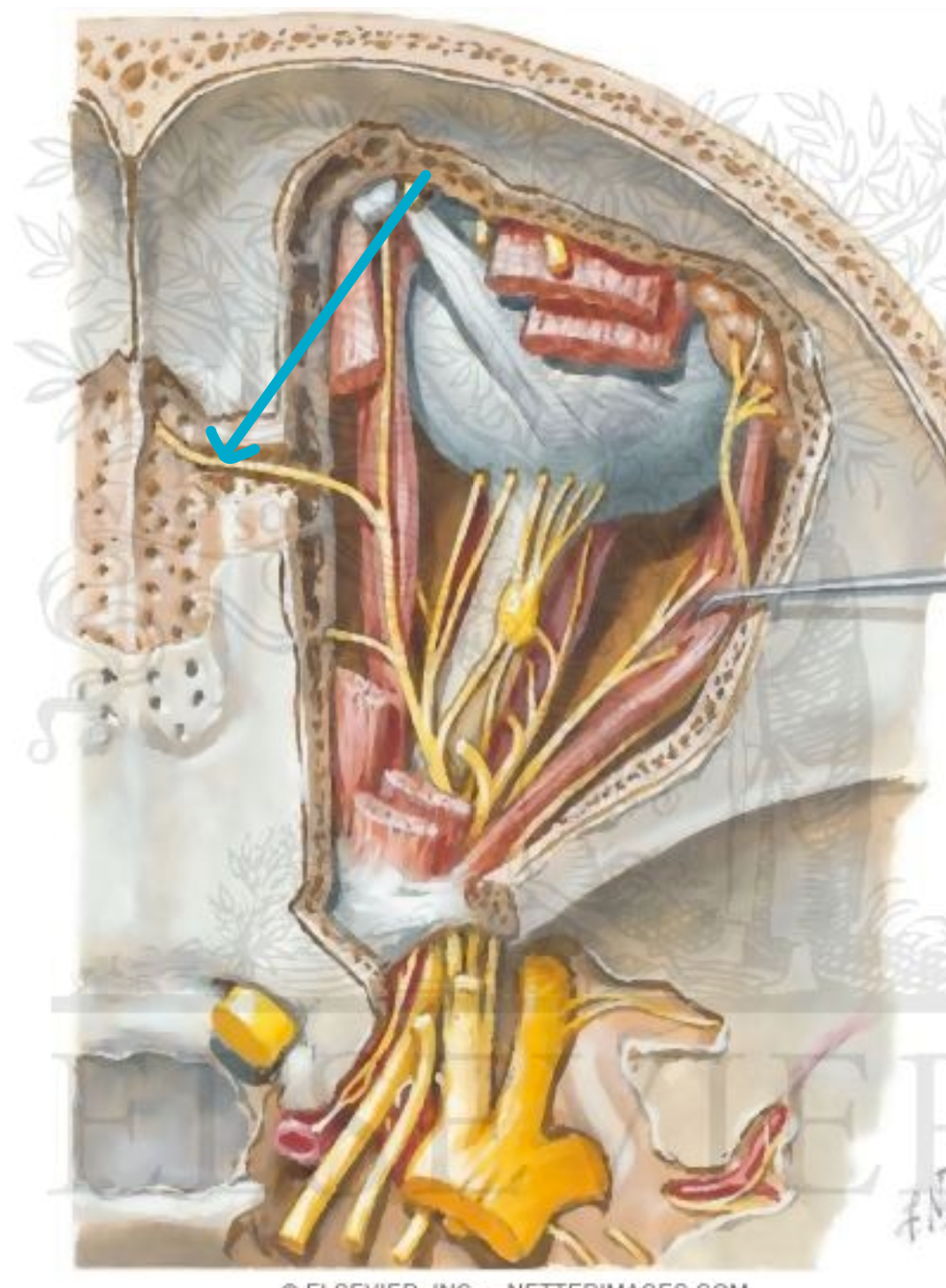 <p>which nerve?</p>