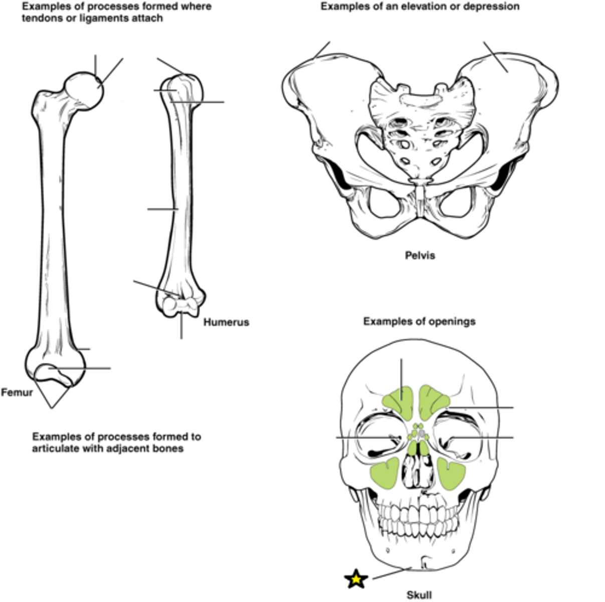 <p>A bony outgrowth or protruding part</p>