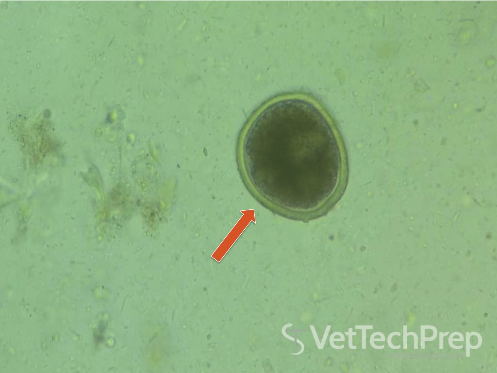 <p>what parasite is this?</p><p>whats the scientific name?</p><p>what kind of parasite is it?</p>
