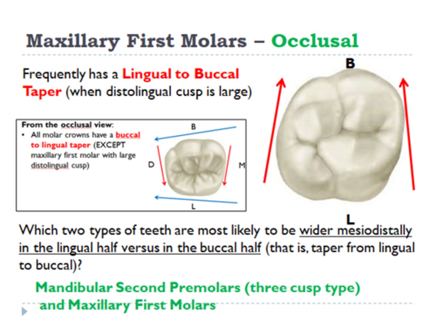 <p>maxillary first molar with large distolingual cusp</p>