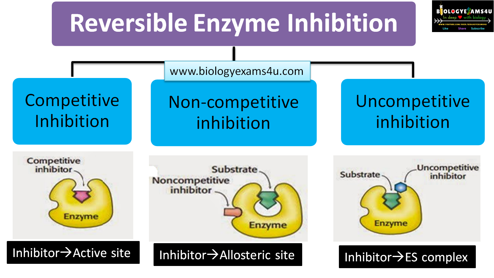 <p>A substance that binds to an enzyme via non-covalent interactions and can be dissociated from the enzyme. It temporarily binds to the enzyme, slowing its activity w/o permanently damaging it, allowing the enzyme to function normally again once inhibitor is removed by weak noncovalent bonds</p>