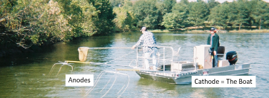 <p>boat e-fishing and backpack e-fishing</p><p>• Space between the anode and cathode is the electrical field.<br>• Conductivity of the water affects fish response.<br>• Some species highly vulnerable to electrical current (bass) whereas<br>as other species less so</p>
