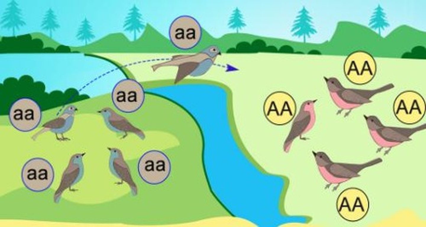 <p>Movement of individuals between populations.</p>