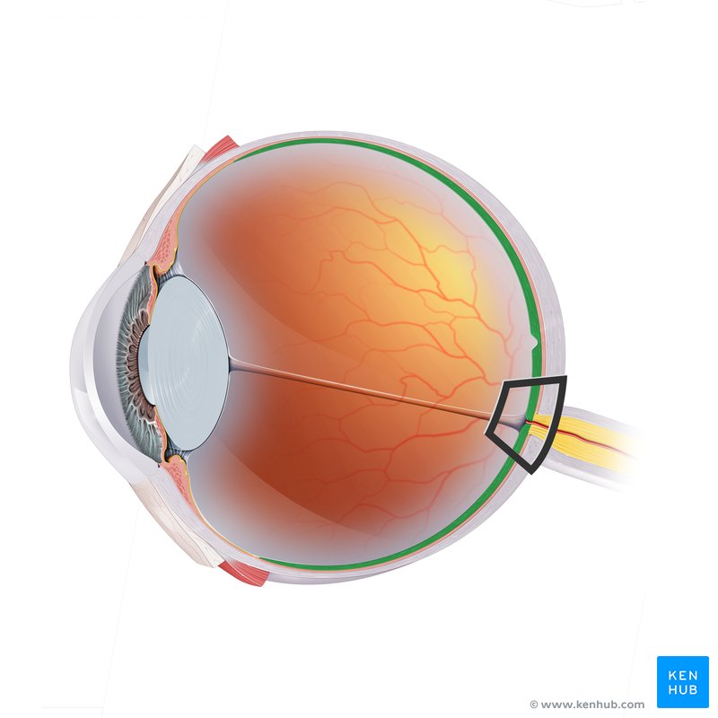 <p>A light-sensitive layer of tissue at the back of the eye that plays a crucial role in vision</p>