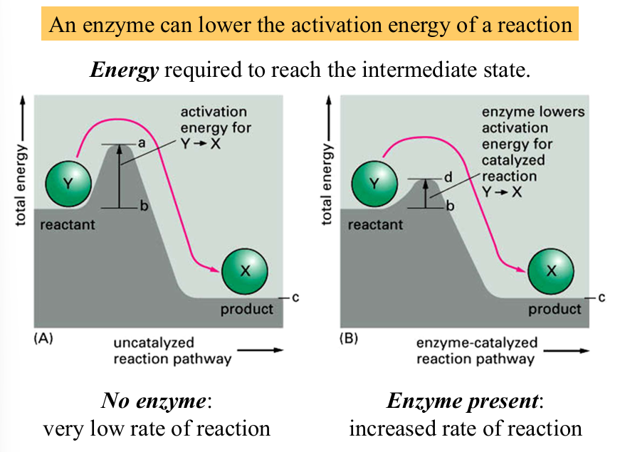 <p>proteins that act as a biological catalyst by accelerating specific chemical reactions </p><p>can <strong>lower the activation energy</strong> of a reaction and <strong>increase rate of reaction</strong></p>