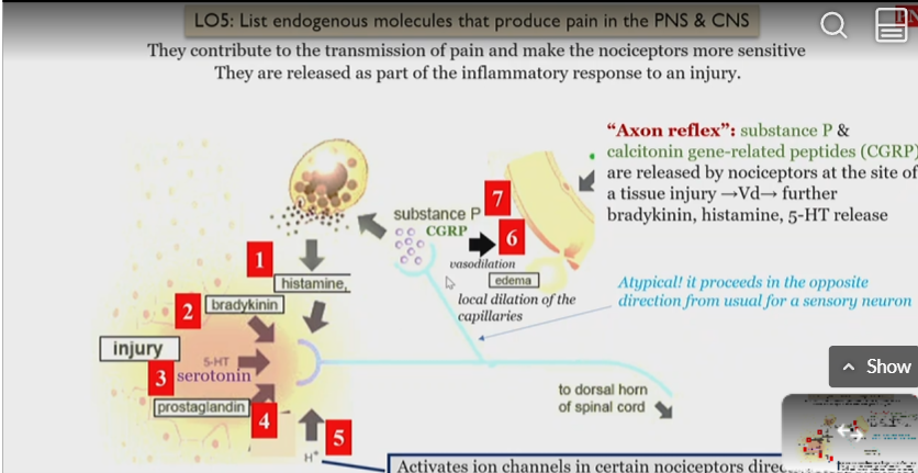 <p>histamine</p><p>bradykinin</p><p>serotonin</p><p>prostaglandin</p><p>protons</p>