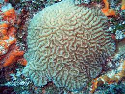 <p>Meandrina (Brain Coral)</p>