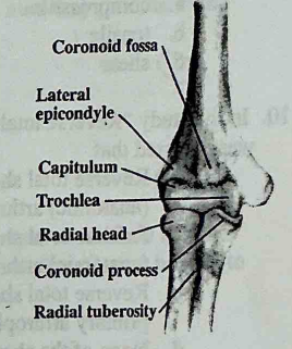 <p>True or False: The main contributor to intrinsic stability of the elbow is the articulation between the capitulum of the humerus and the radial head.</p>