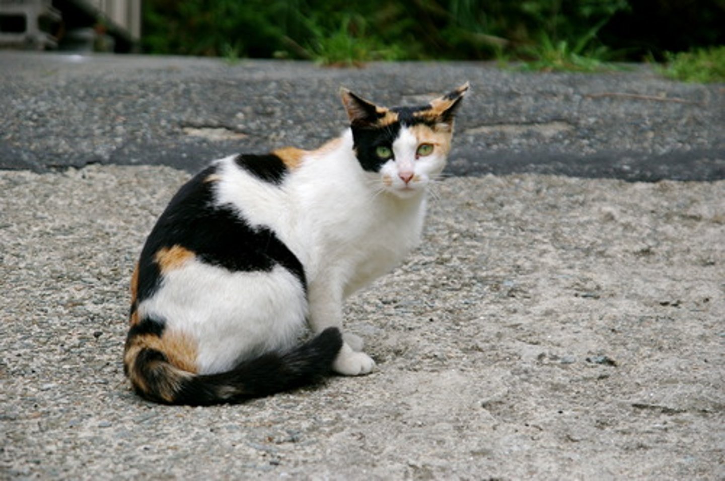 <p>Calico cats</p>