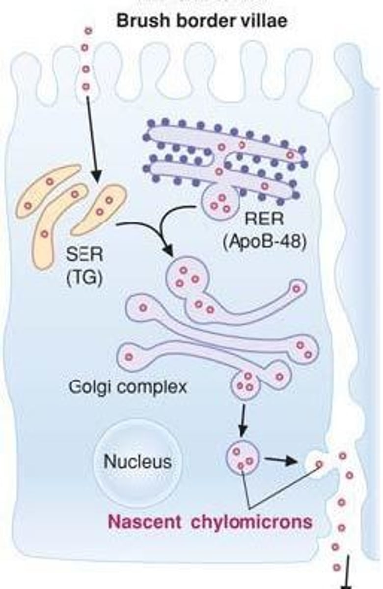 <p>-occurs in intestinal epithelial cells <br>-assembly in ER and golgi <br>-TG from smooth-ER<br>-ApoB-48 from rough ER <br>-both combine in Golgi to make nascent chylomicrons</p>