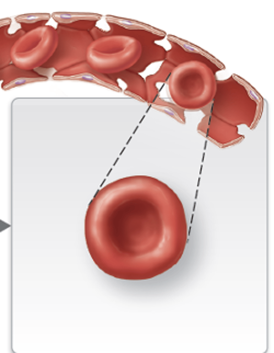 <p>cell mature</p>