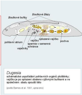 <p>velmi neobvyklá stavba vaječníků=germovitelarií i vajíček: </p><p>ve vlastním vaječníku=germariu vznikají skutečná vajíčka, kdežto v sousedním vitelariu=žloutkové trsy se tvoří vitelocyty, plné zásobních látek i částic materiálu, z něhož se tvoří vaječné obaly </p><p>to, čemu u neooforních ploštěnců říkáme vajíčko, je mnohobuněčný útvar – oocyt nebo oocyty a několik vitelocytů ve společném obalu </p><p>vyvíjející se embryo je pak vyživováno z rozpadajících se vitelocytů, na rozdíl od většiny živočichů ektolecitálně</p>