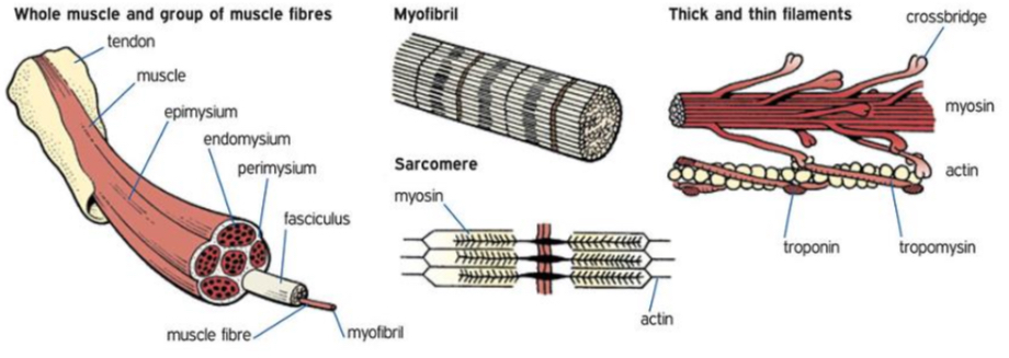 <ul><li><p>movement is created when muscles change in length</p></li><li><p>Length changes when the <strong>myofibril</strong> length changes</p></li><li><p>Myofibril is made up of <strong>sarcomeres</strong> joined end-to-end</p></li><li><p>The myofibril changes length when proteins <strong>actin</strong> and <strong>myosin</strong> ‘slide over’ each other and increase/decrease the sarcomere length depending on contraction type (eccentric vs concentric)</p></li></ul>