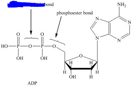 <p>The name of the bond between two phosphate functional groups. There exist two of these within ATP and one within ADP.</p>