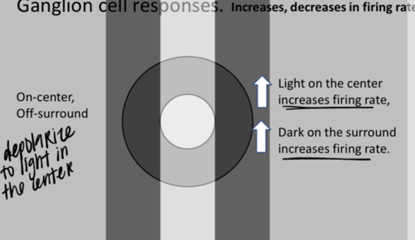 <p>This is an ON-center ganglion cell. What is the likely response? (See Pic)</p>