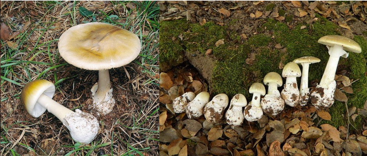 <p>Muchomor sromotnikowy - owocnik (Amanita phalloides)</p>