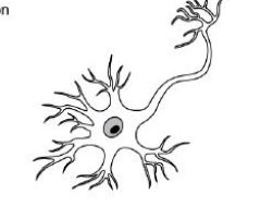 <p>All motor Neurons</p>