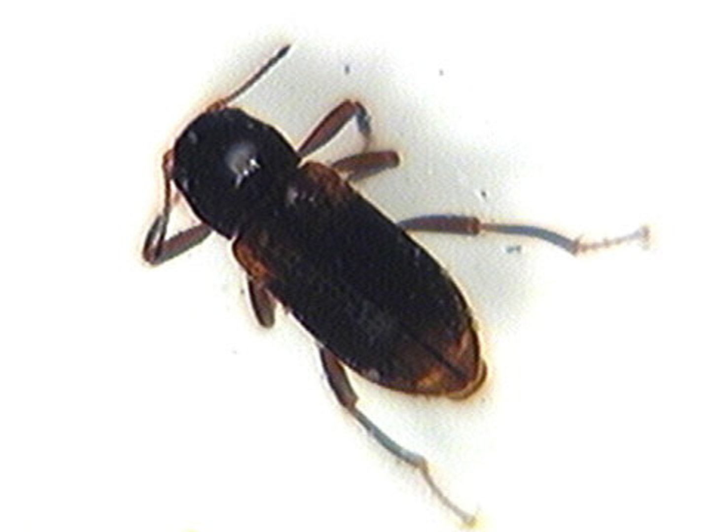 <p>Class 1, larvae resemble little "torpedos", adults have small oval-shaped body about 1/4" long, adults are aquatic and crawl slowly under water on the bottom, complete metamorphosis</p>