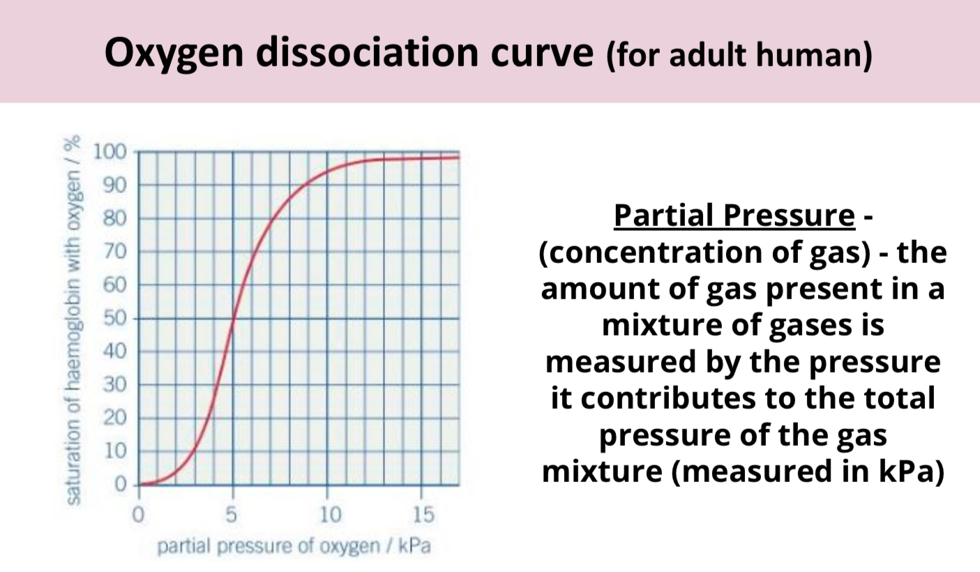 <p>Describe what’s happening at lower and higher partial pressure in this oxygen dissociation curve.</p>