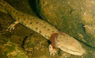 <p>Necturus maculosus</p>