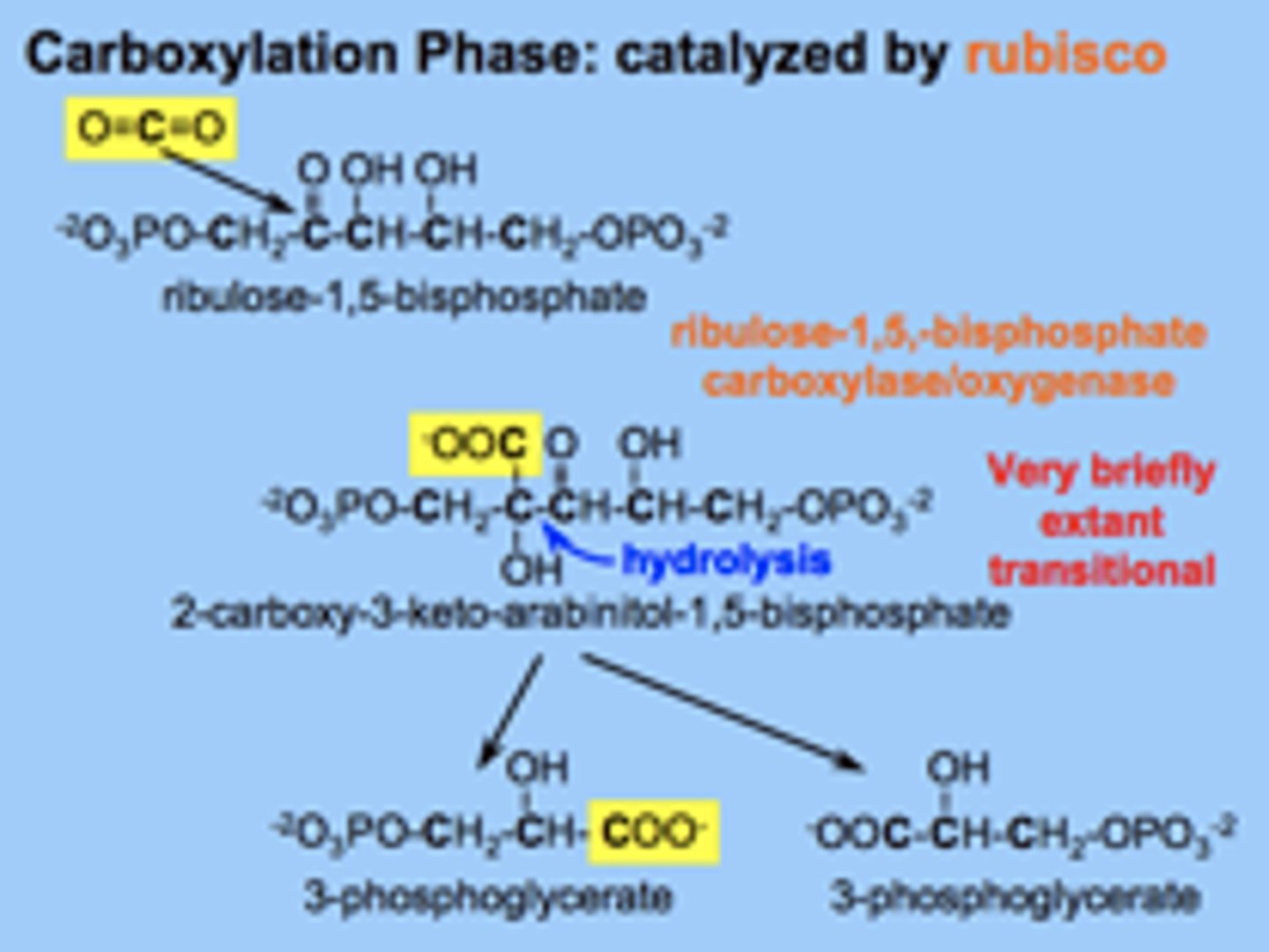 <p>CO2 reacts with 5-carbon Ribulose Bisphosphate (RuBP)• Catalyzed by rubisco (ribulose bisphosphate carboxylase/oxygenase)• <br>The unstable 6-carbon product breaks down into two molecules of 3-carbonPGA (phosphoglycerate)• <br>The carbon of the CO2 molecule has been "fixed" to a carbon skeletonCO2 Uptake/Fixation</p>