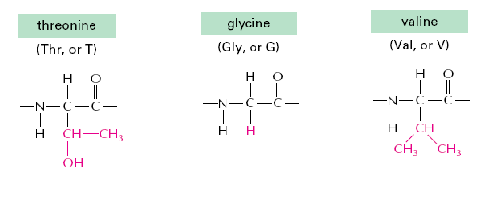 <p>Many proteins have sugar groups attached to the side groups on some of the amino acids (glycoproteins). Which one of the following amino acids is more likely to have a sugar group on?</p>