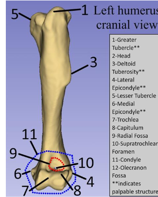 <p>Greater tubercle</p>