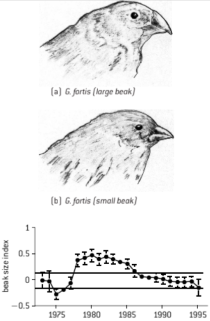 <ol><li><p>Daphne Major is in the <u>Galapagos Archipelago</u></p></li><li><p>the <strong><span style="color: green">Medium Ground Finch</span></strong> (<em>Geospiza fortis</em>) feed on seeds of all sizes</p></li><li><p>larger seed = harder shell = bigger beak</p></li><li><p>Beak Size is <strong><span style="color: yellow">heritable</span></strong></p></li><li><p>to study their beaks, in 1973 they were barred from leaving</p></li><li><p>Galapagos Archipelago has varying climate</p><ol><li><p><strong><span style="color: red">El Niño</span></strong> brings <mark data-color="red">heavy rains</mark></p></li><li><p><strong><span style="color: purple">La Niña</span></strong> brings <mark data-color="purple">droughts</mark></p></li></ol></li><li><p><mark data-color="yellow">heavy rains = small seeds</mark> but <mark data-color="green">droughts = big seeds</mark></p></li><li><p>1974-77 had a severe drought</p></li><li><p>bigger beaks better adapted = # of bigger beaks increased = mean beak size increased</p></li><li><p>when temps normalized, there were <strong><span style="color: blue">still</span></strong> more bigger beaks as they kept breeding</p></li><li><p>in 1983, El Niño raised temps = more small seeds = small more small beaks</p></li></ol>