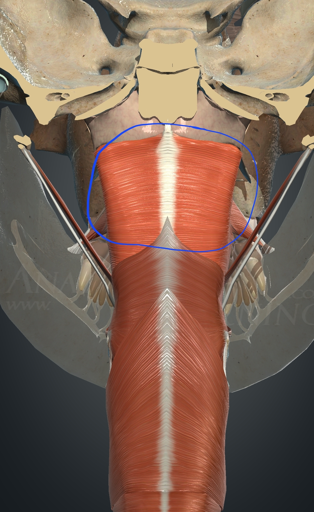 <p>What muscle is this?</p>