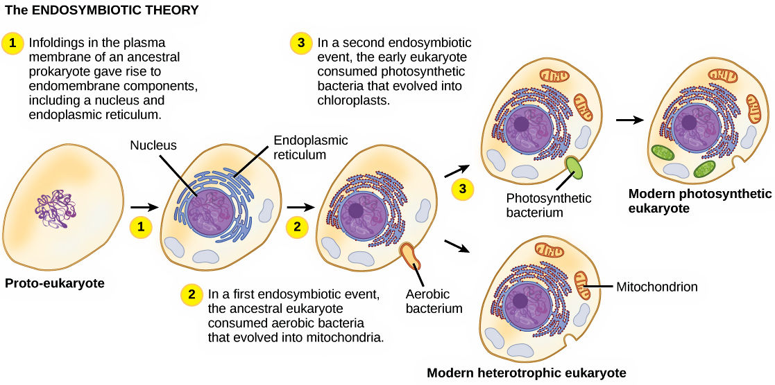 <p>Photosynthetic cyanobacteria was engulfed by the eukaryotic cells, thus creating photosynthetic eukaryotic cells that have chloroplasts in them. </p>